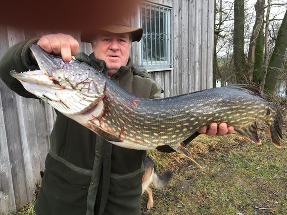 Hecht (93 cm) gefangen von Jürgen Spranger am 14.12.2016 11 Pfund schwer auf Köderfisch