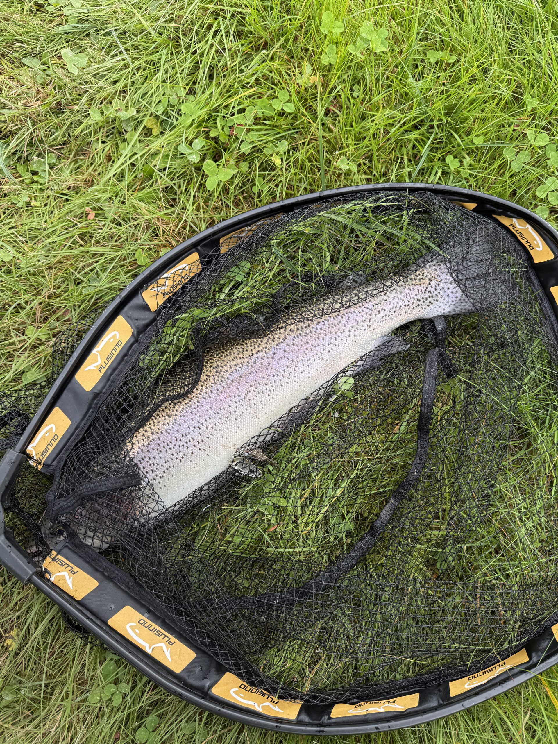 Regenbogenforelle 52 cm groß Armin Bilic beim Spinnfischen