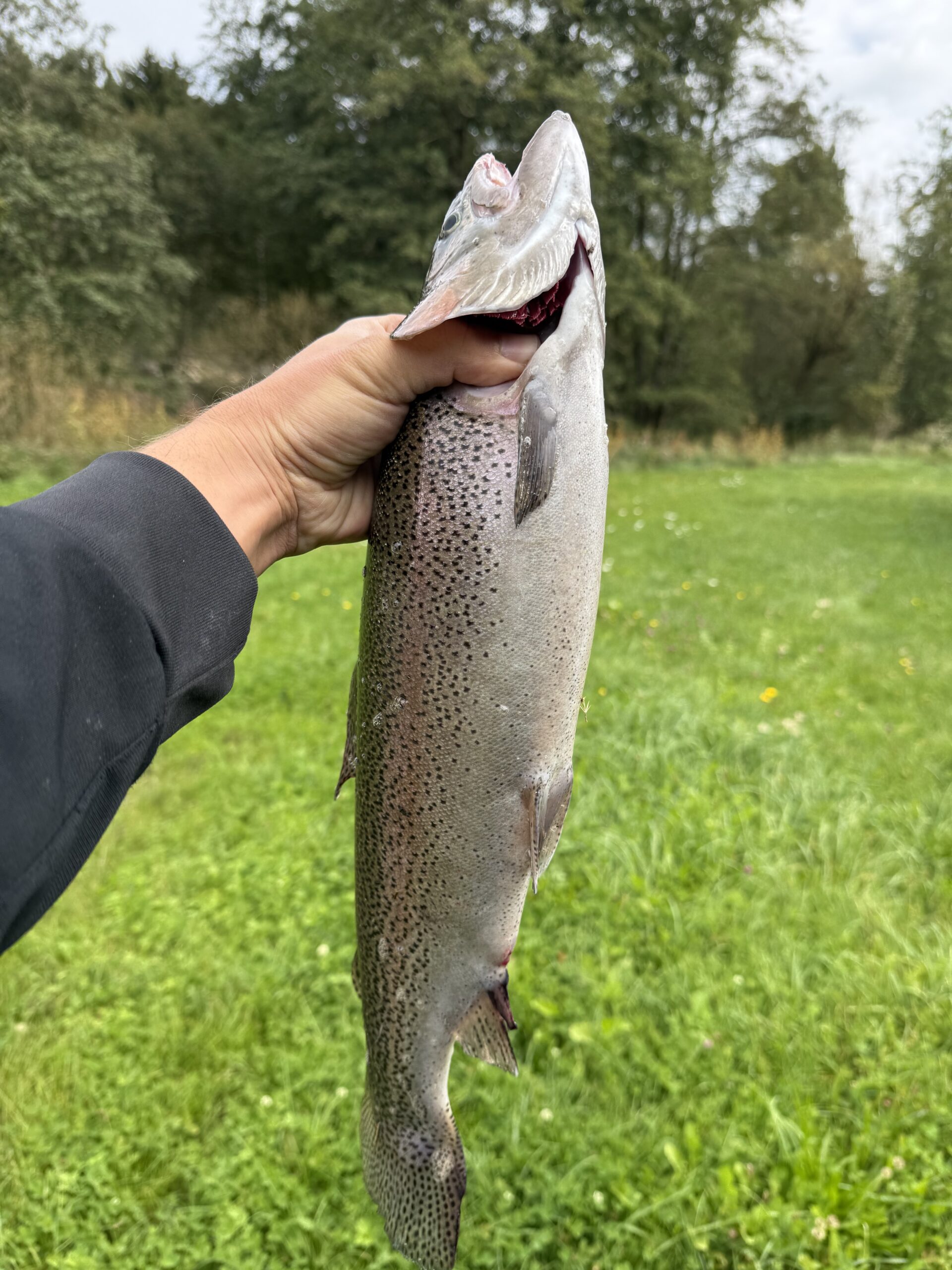 Regenbogenforelle 52 cm groß Armin Bilic beim Spinnfischen